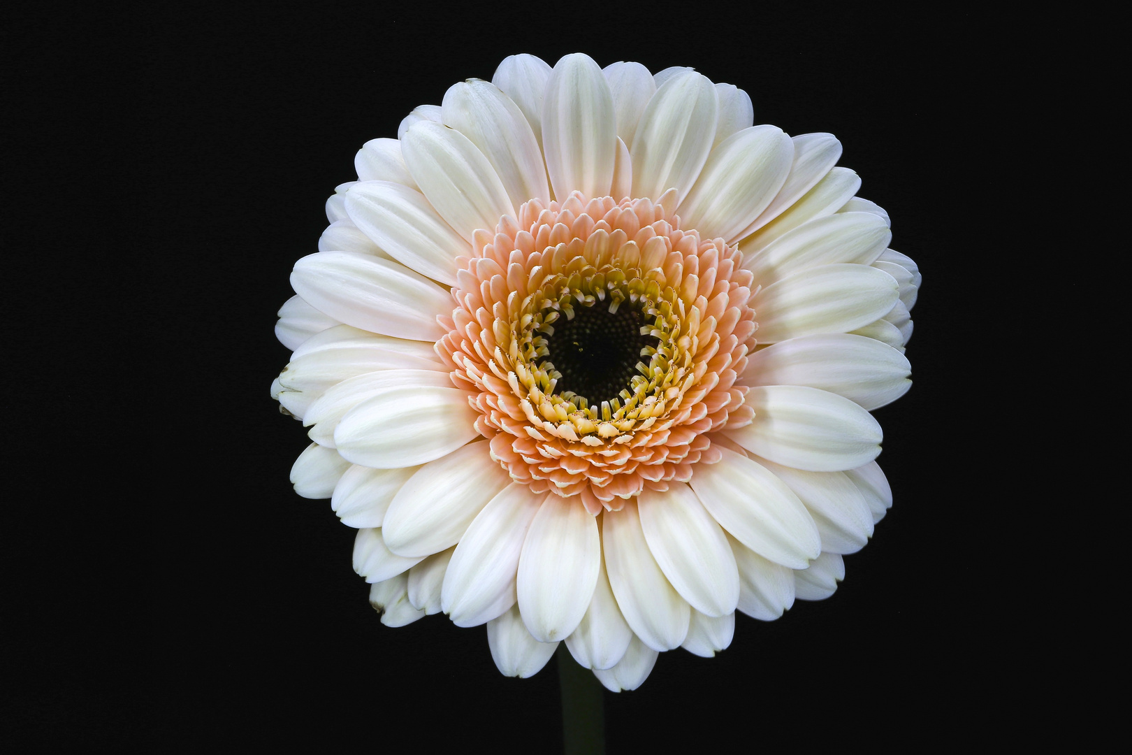 Gerbera