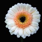 Gerbera