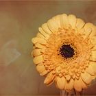 Gerbera