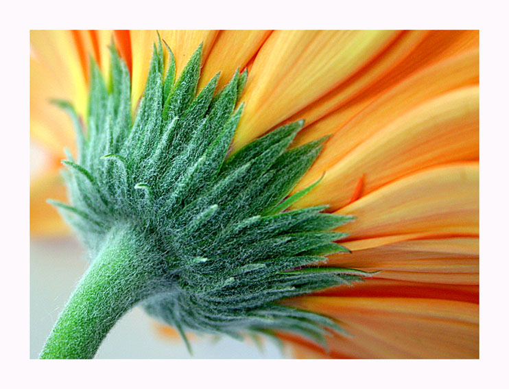 Gerbera