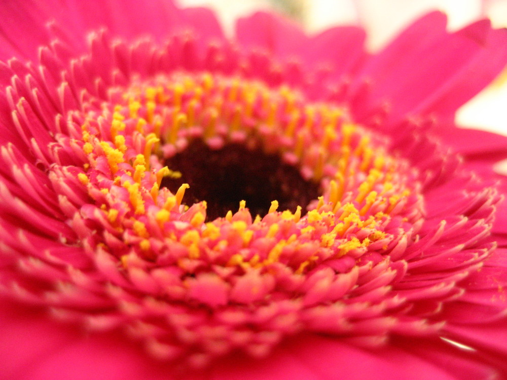 Gerbera