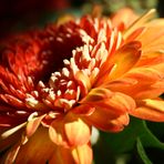 Gerbera