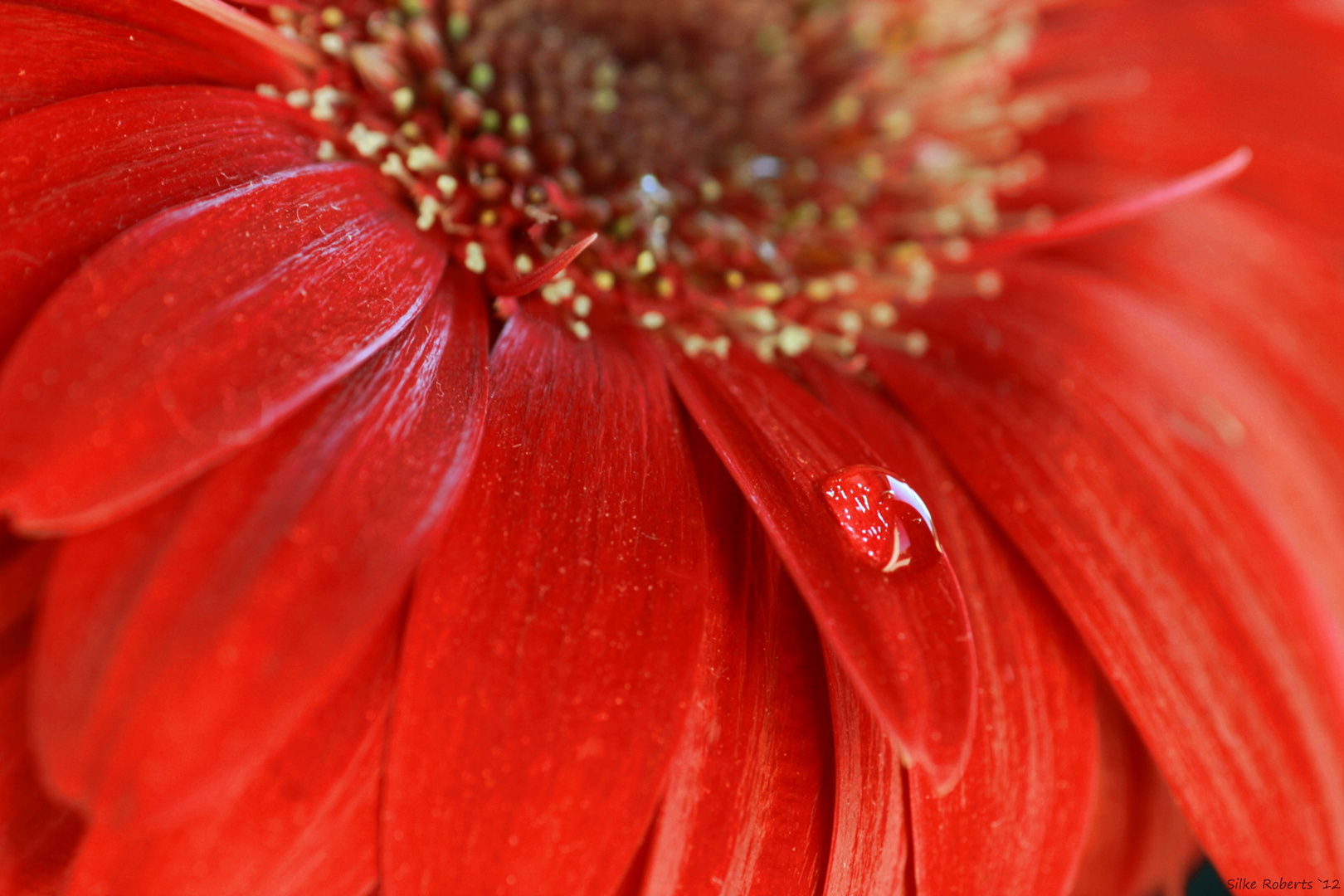 Gerbera