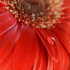 Gerbera