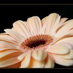 Gerbera