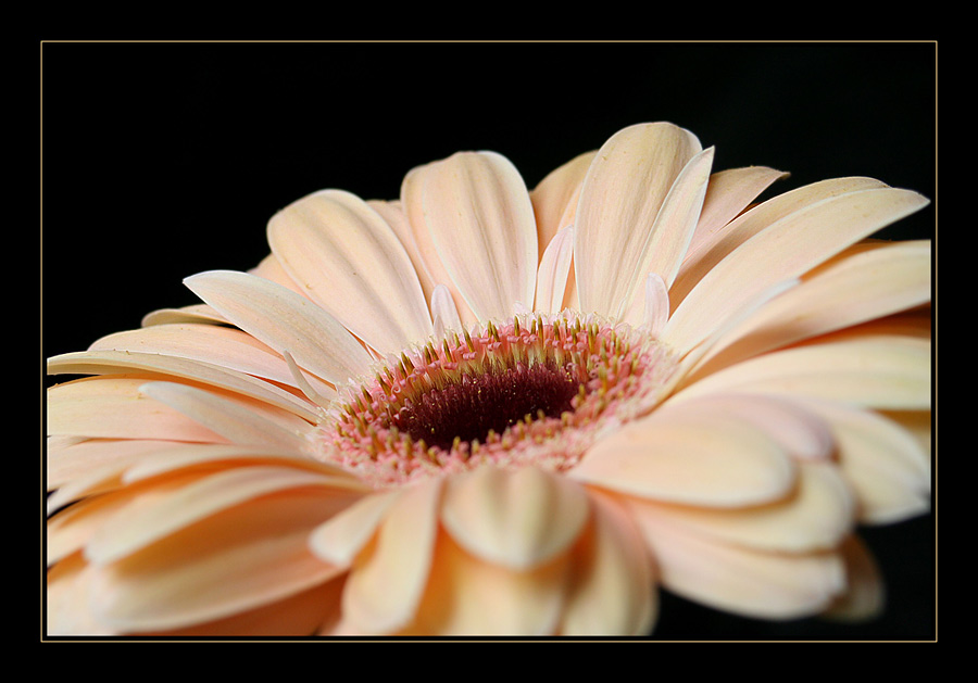 Gerbera