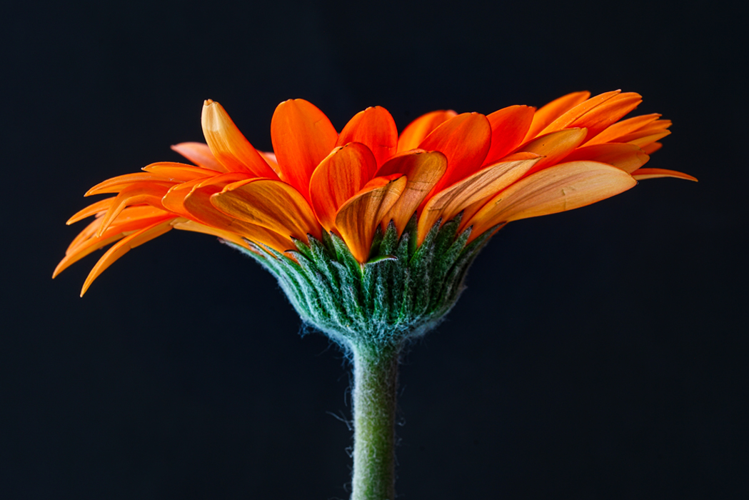 Gerbera