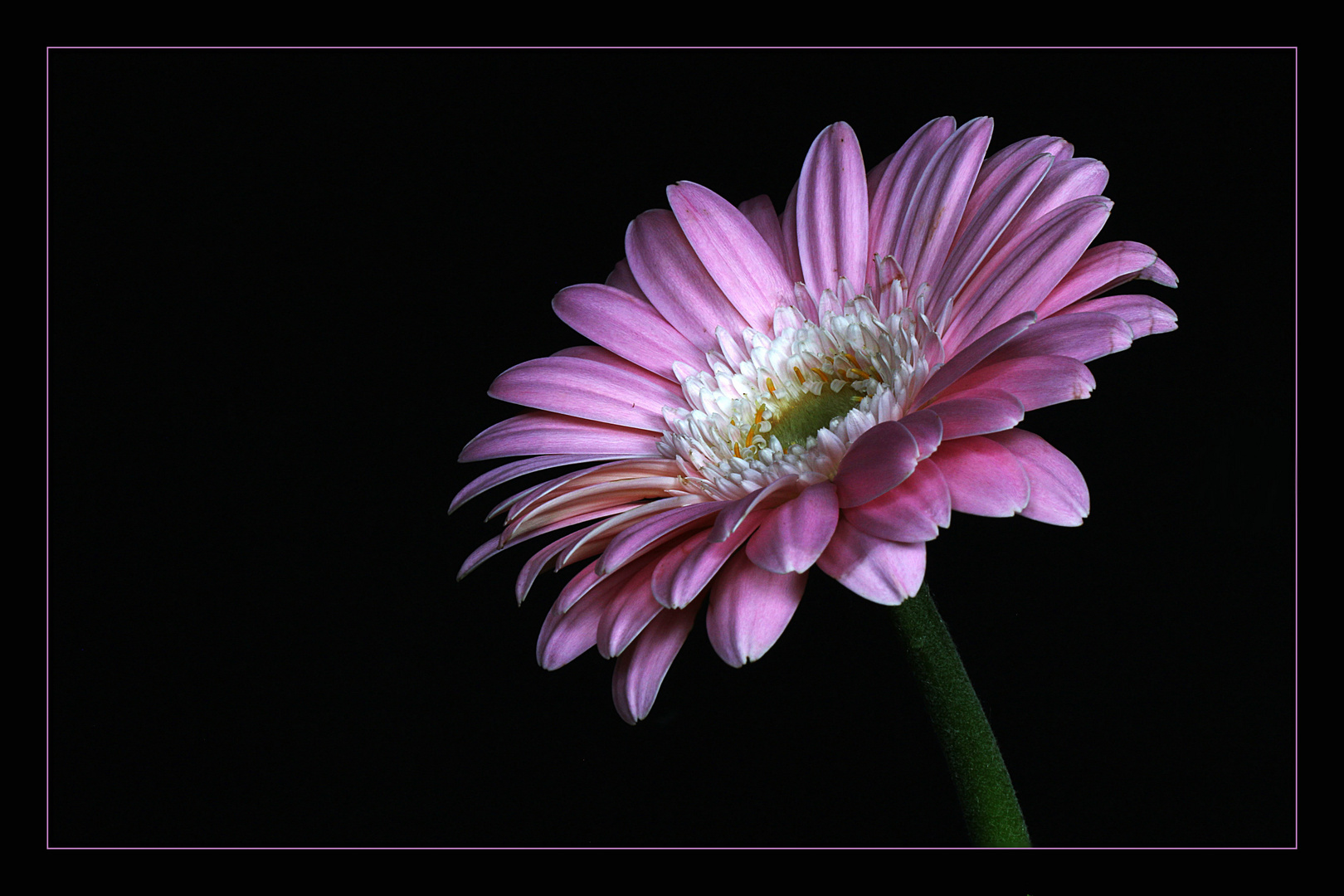 Gerbera