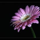 Gerbera