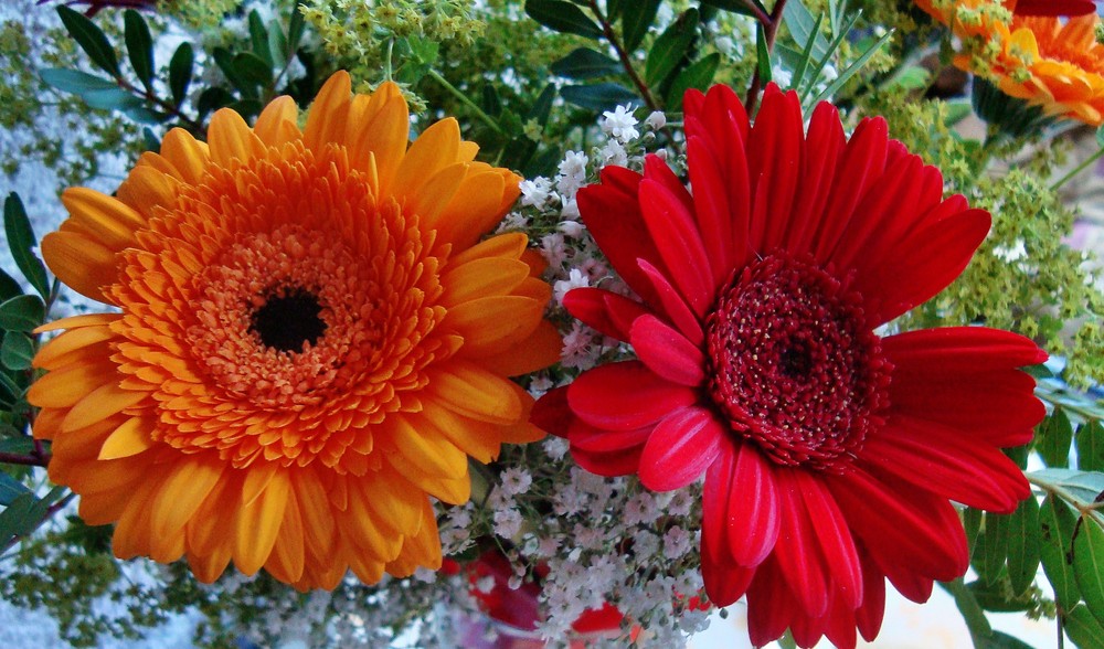 >>GERBERA