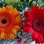 >>GERBERA<<