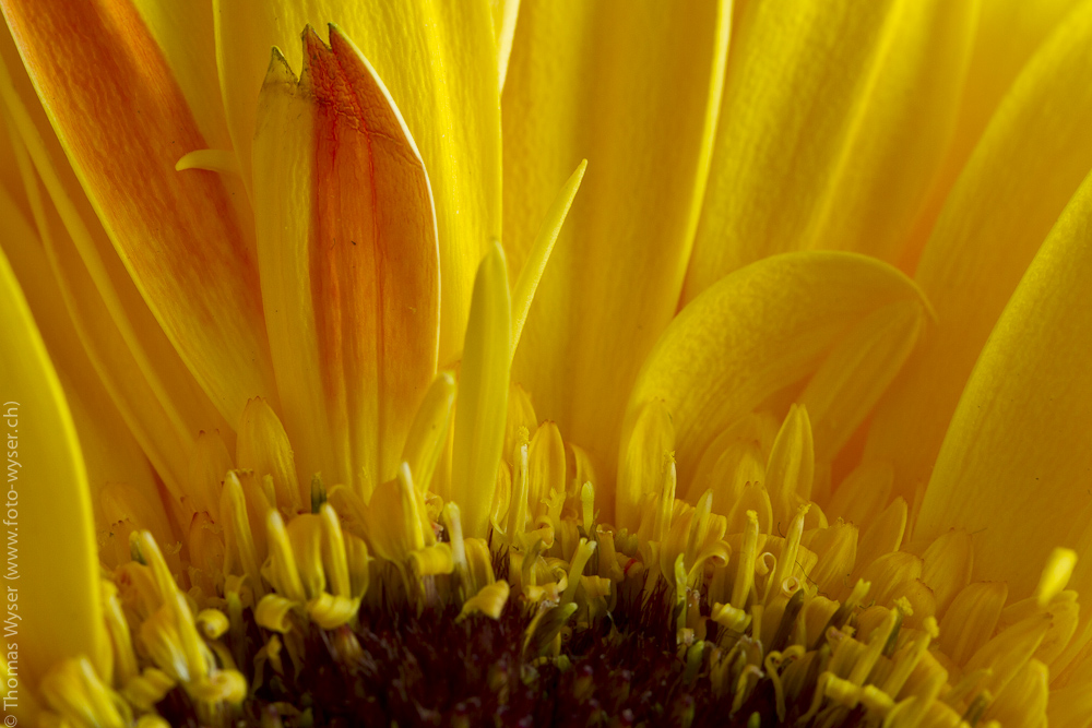 Gerbera