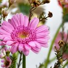 Gerbera