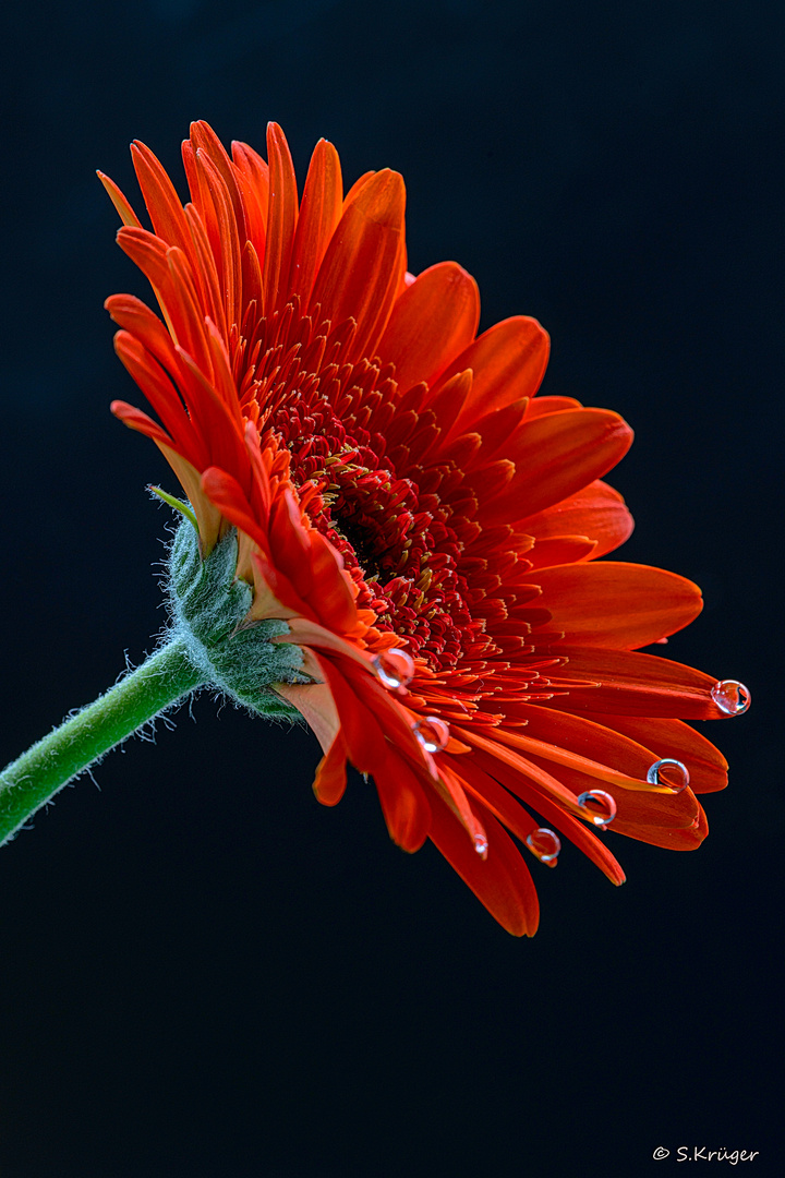 Gerbera