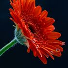 Gerbera