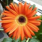 Gerbera