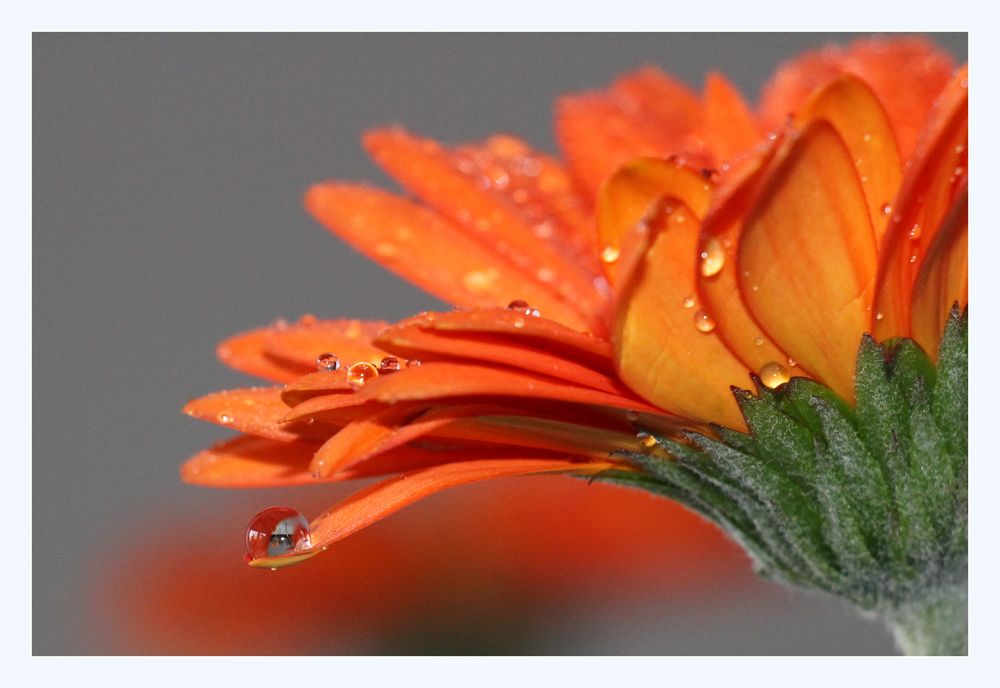 Gerbera