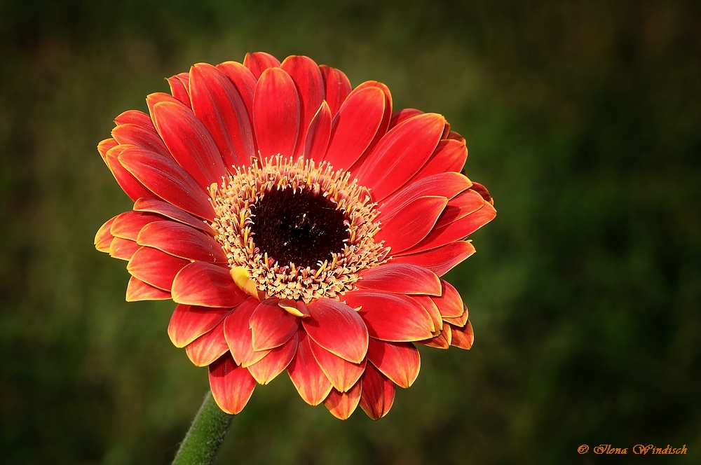 ~ Gerbera ~