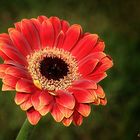 ~ Gerbera ~