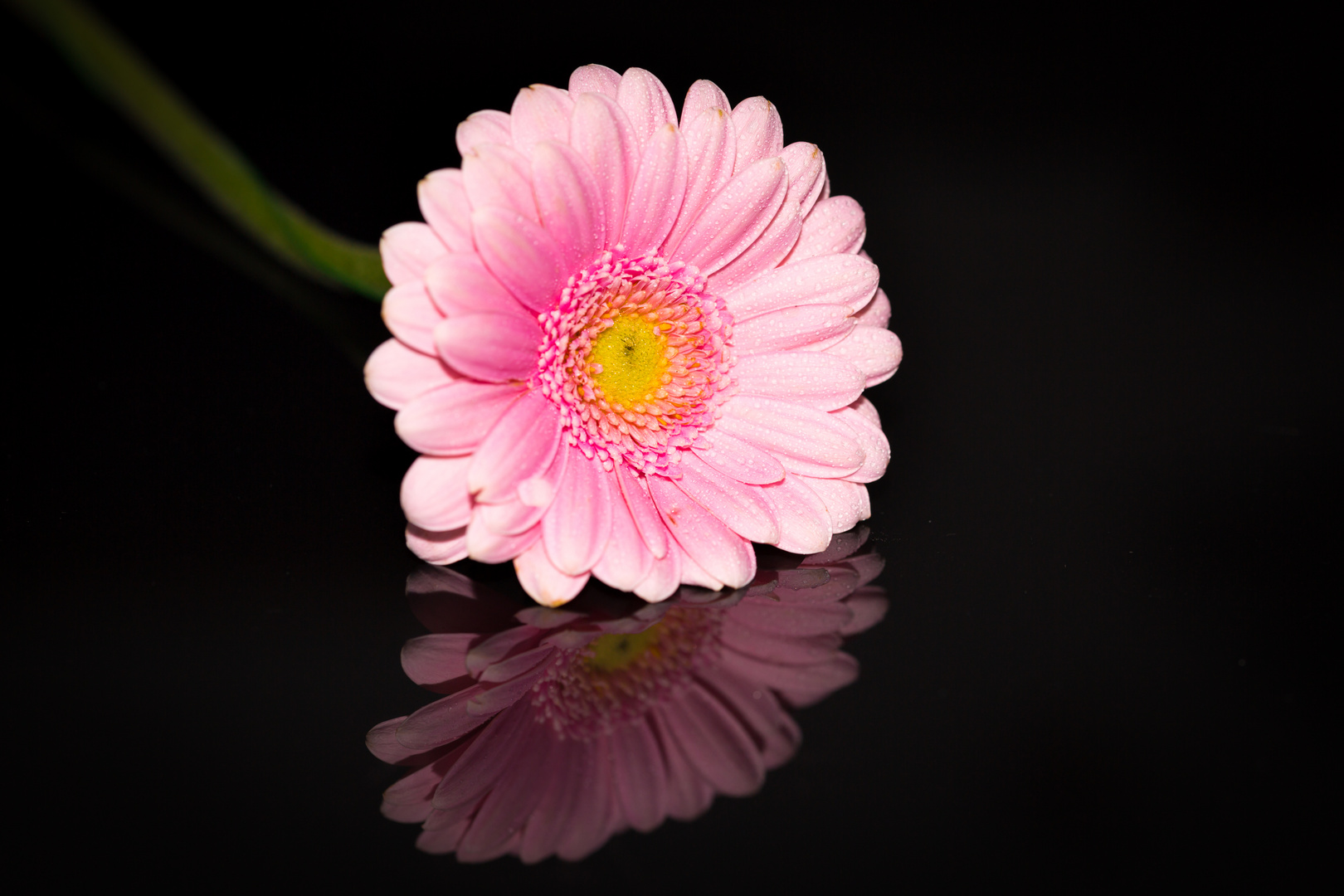 Gerbera