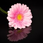 Gerbera