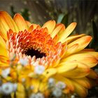 Gerbera