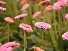 Gerbera