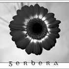 Gerbera