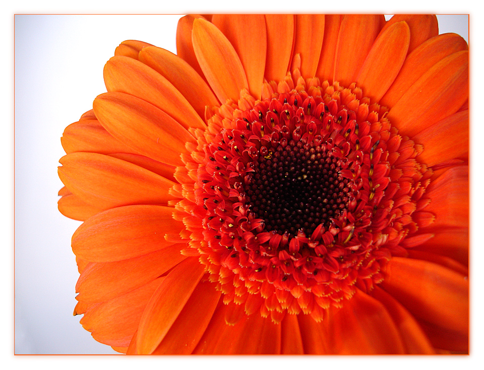 Gerbera