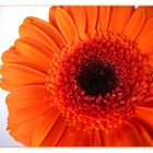 Gerbera