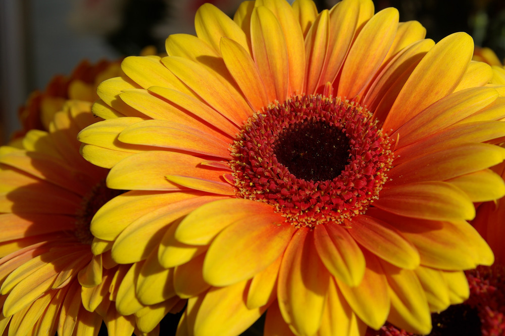 Gerbera