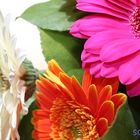 Gerbera