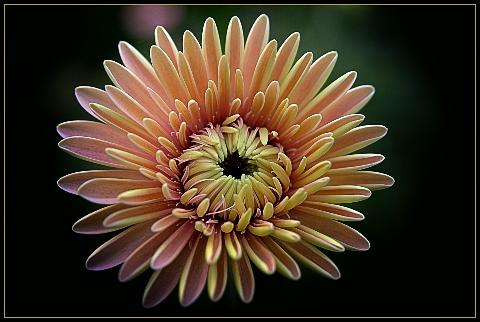 ******Gerbera*****