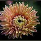 ******Gerbera*****