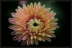 ******Gerbera*****