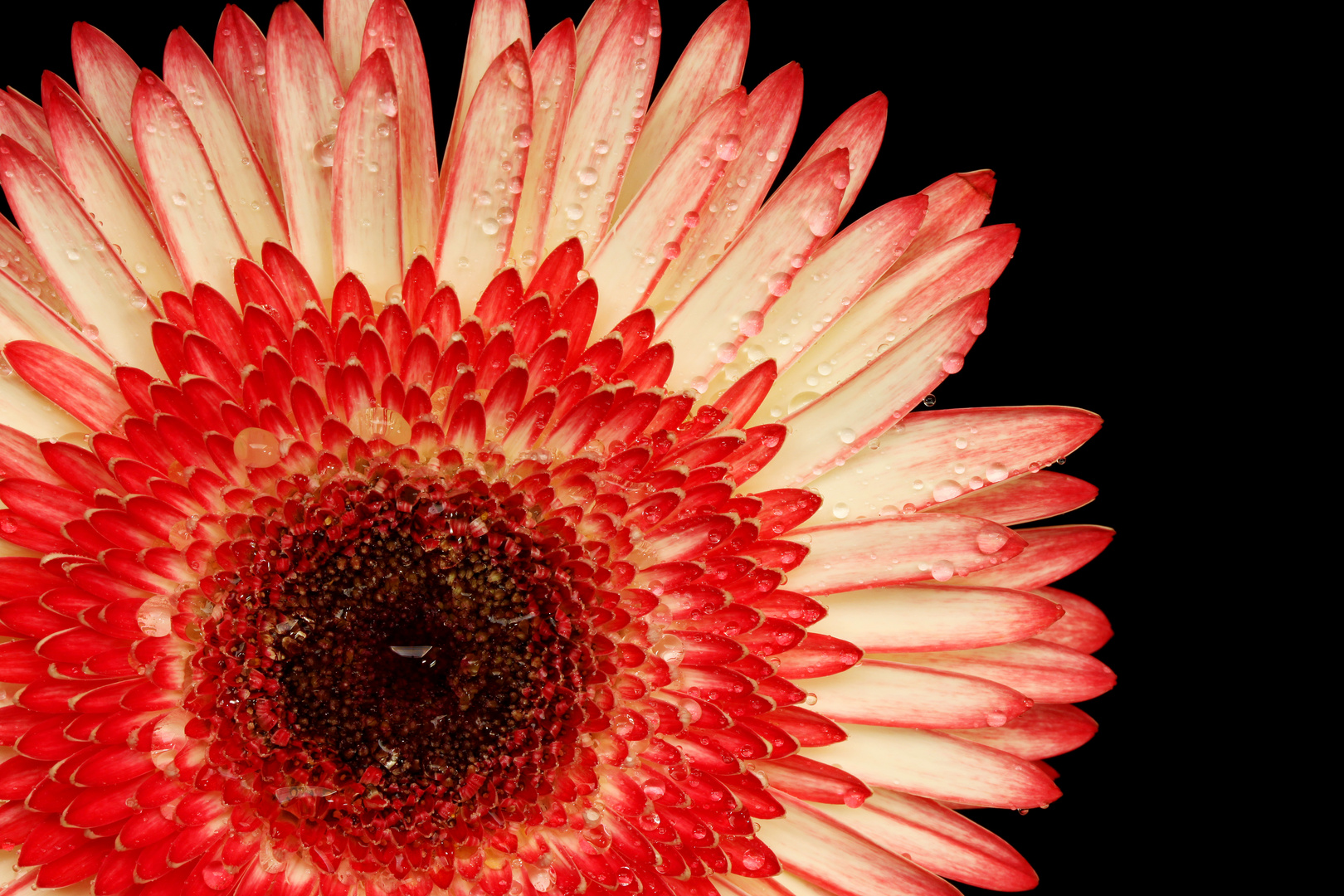 Gerbera