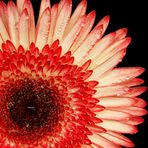 Gerbera