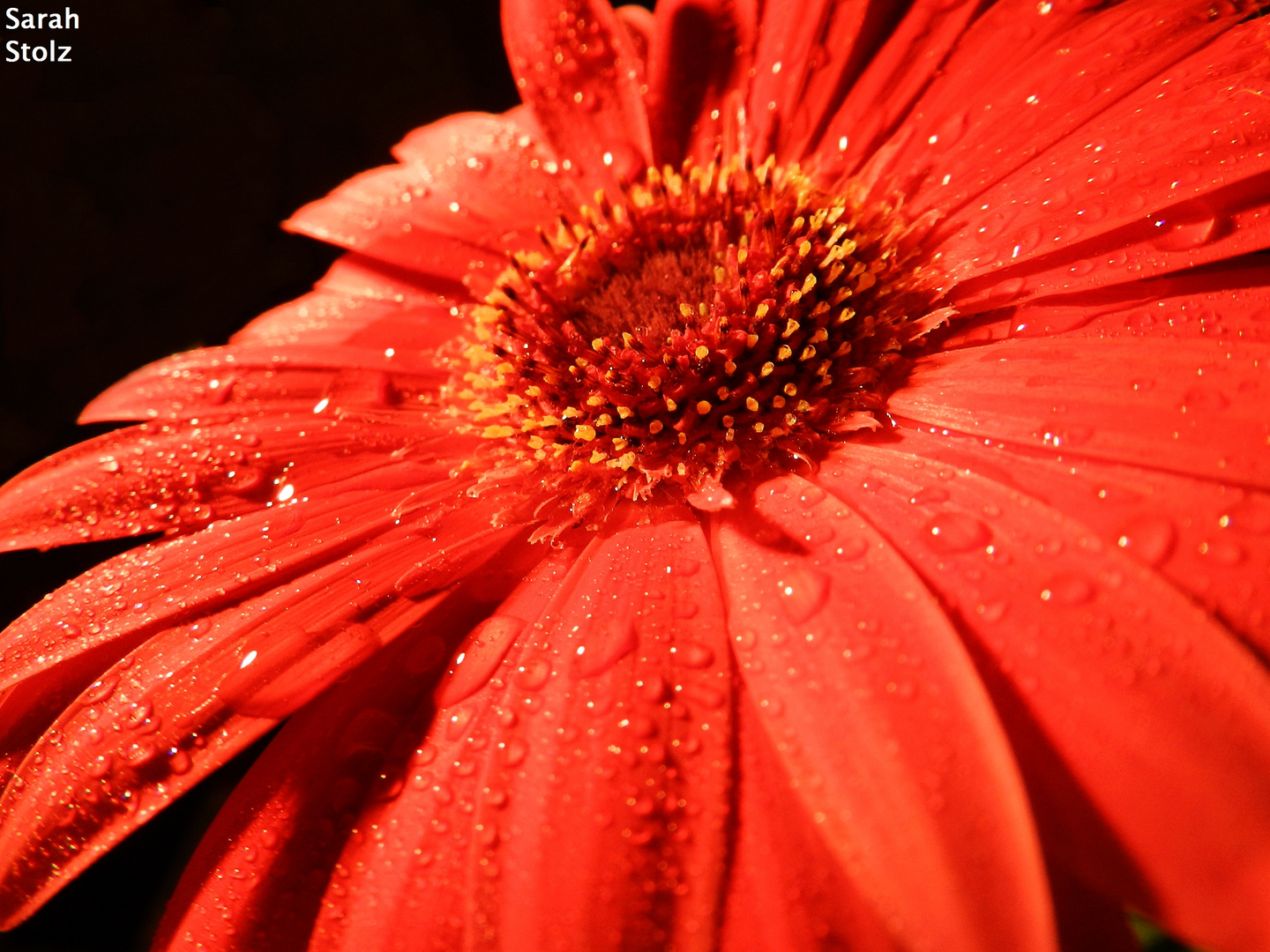 Gerbera