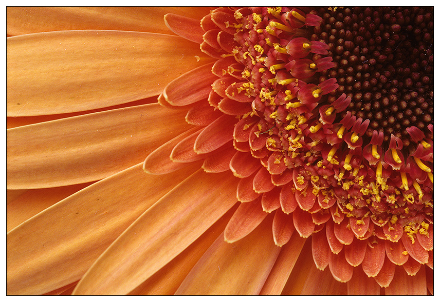 Gerbera