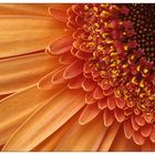 Gerbera