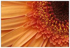 Gerbera