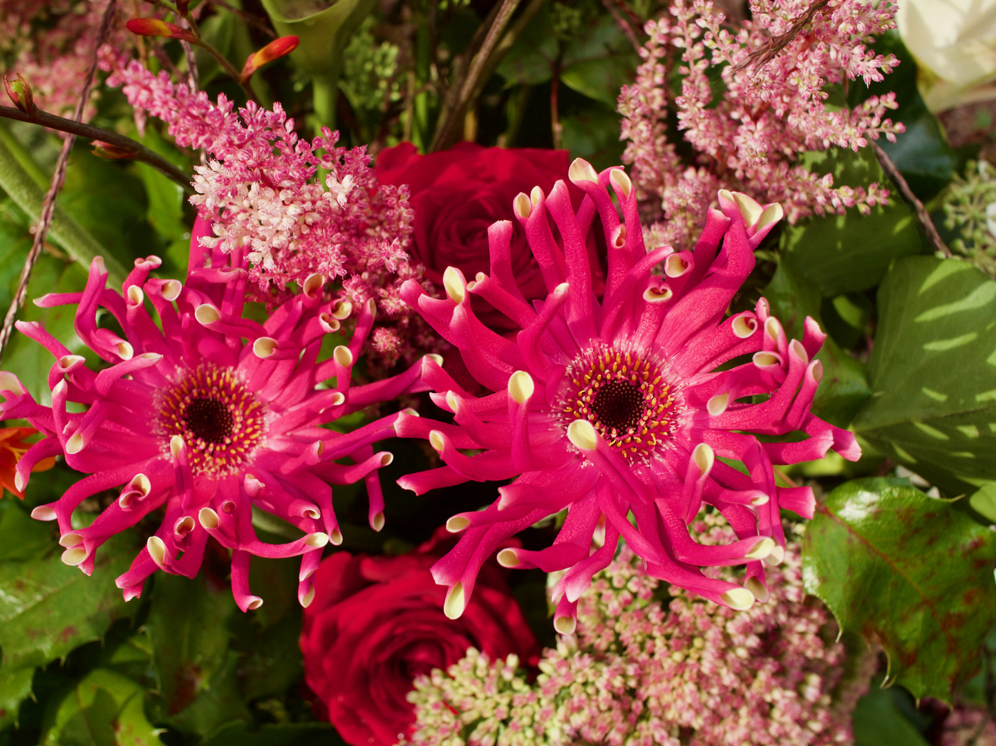 Gerbera