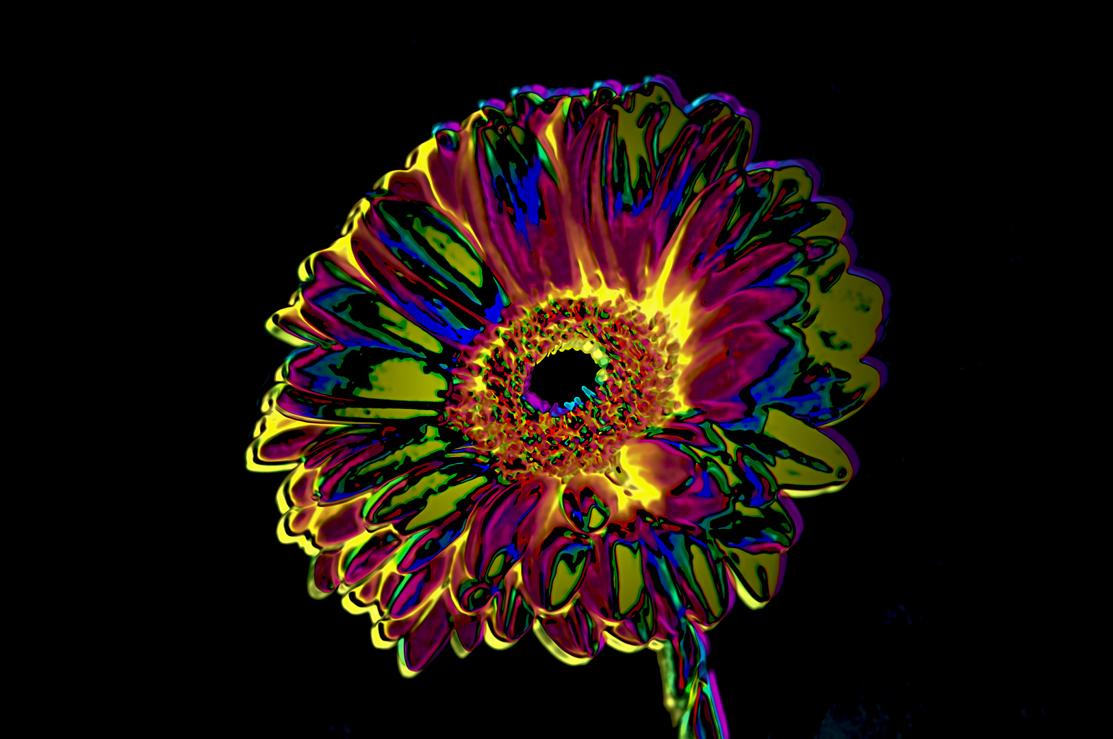 "Gerbera"