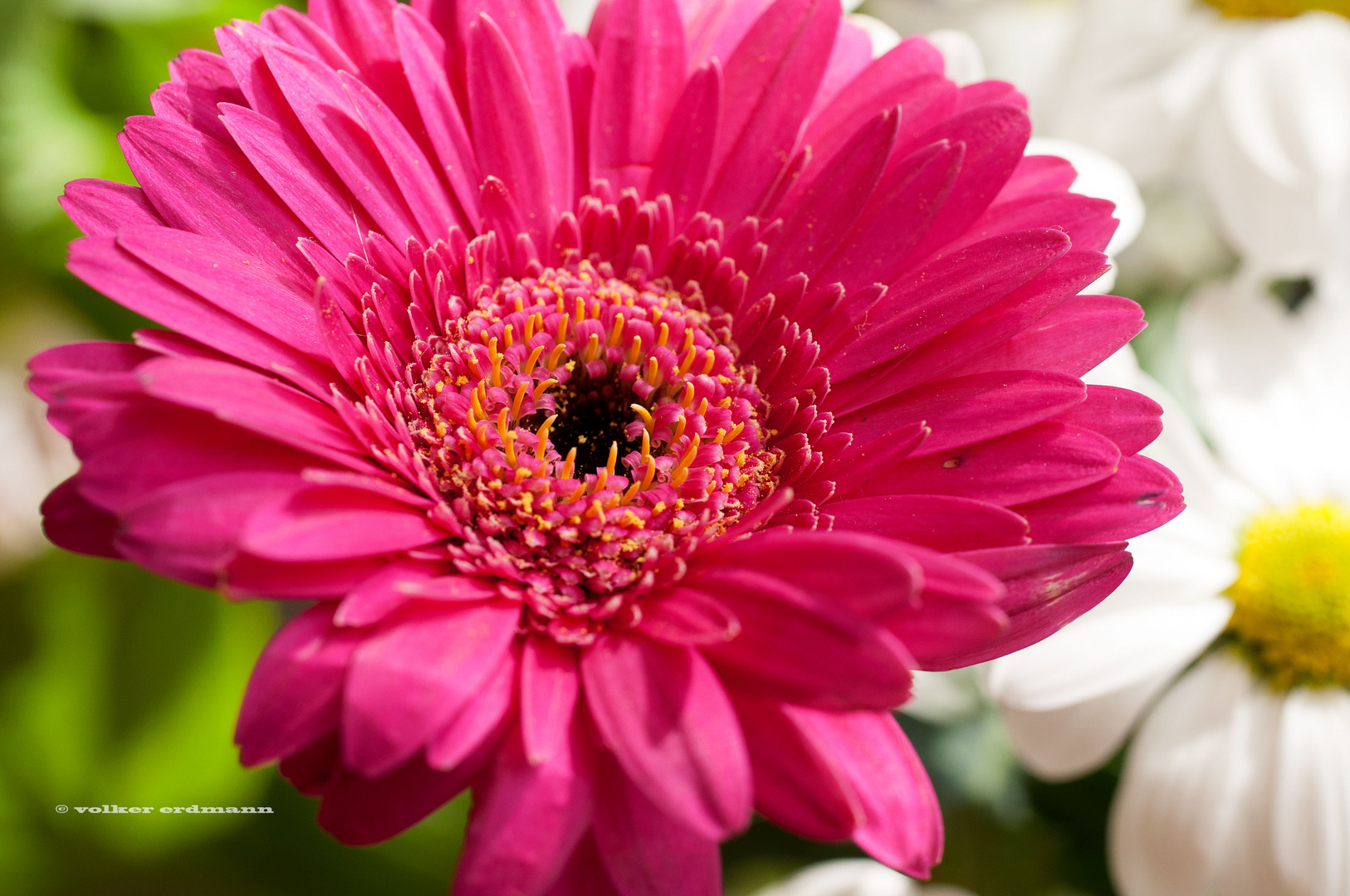 Gerbera