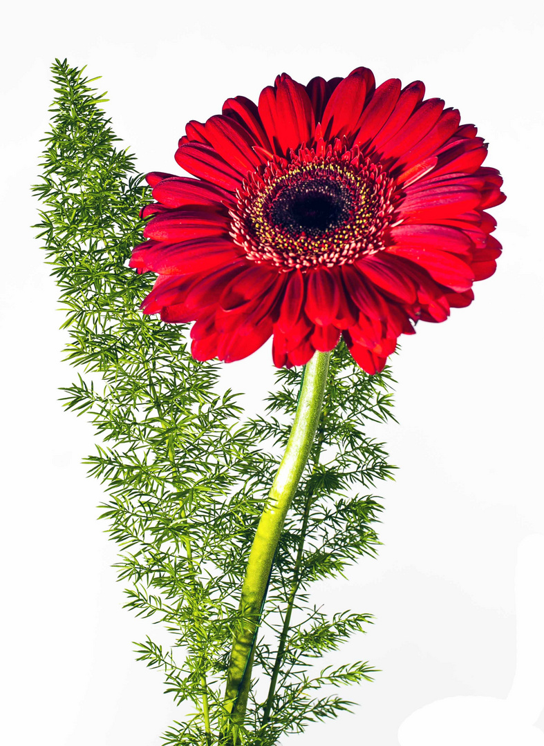 Gerbera