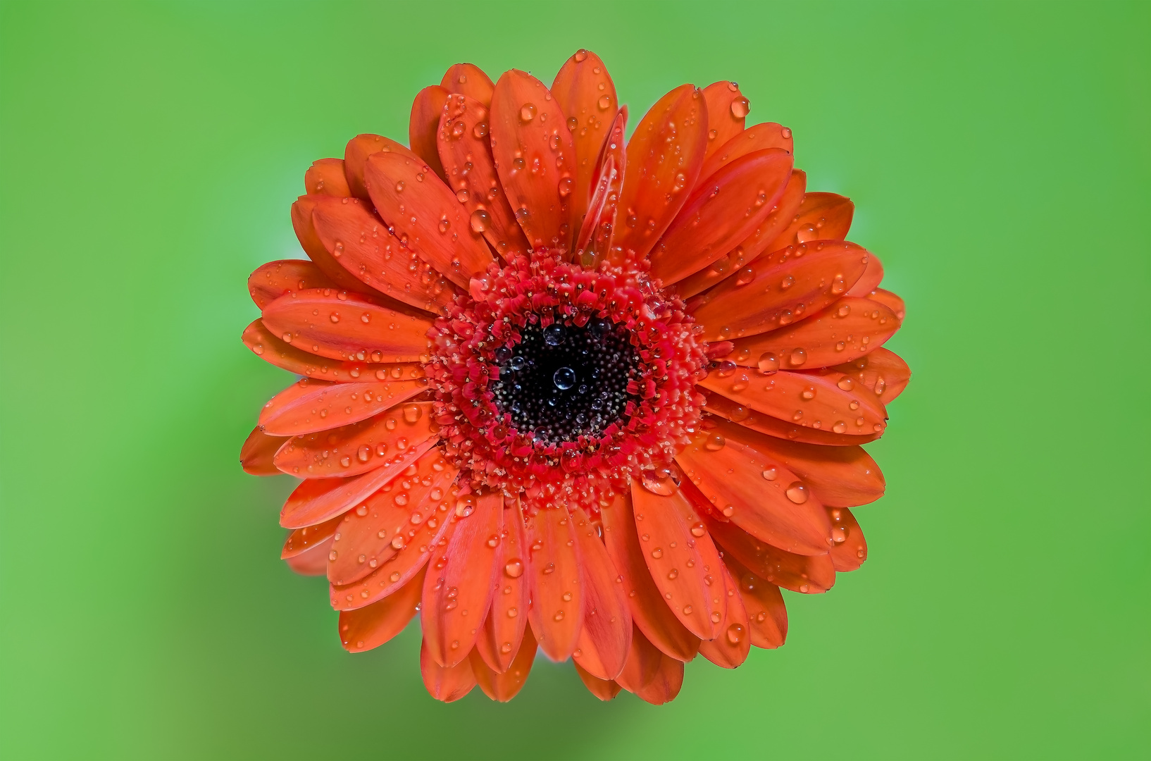 Gerbera