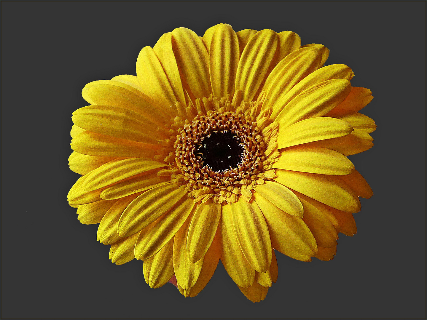 Gerbera