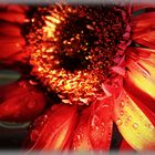 Gerbera 