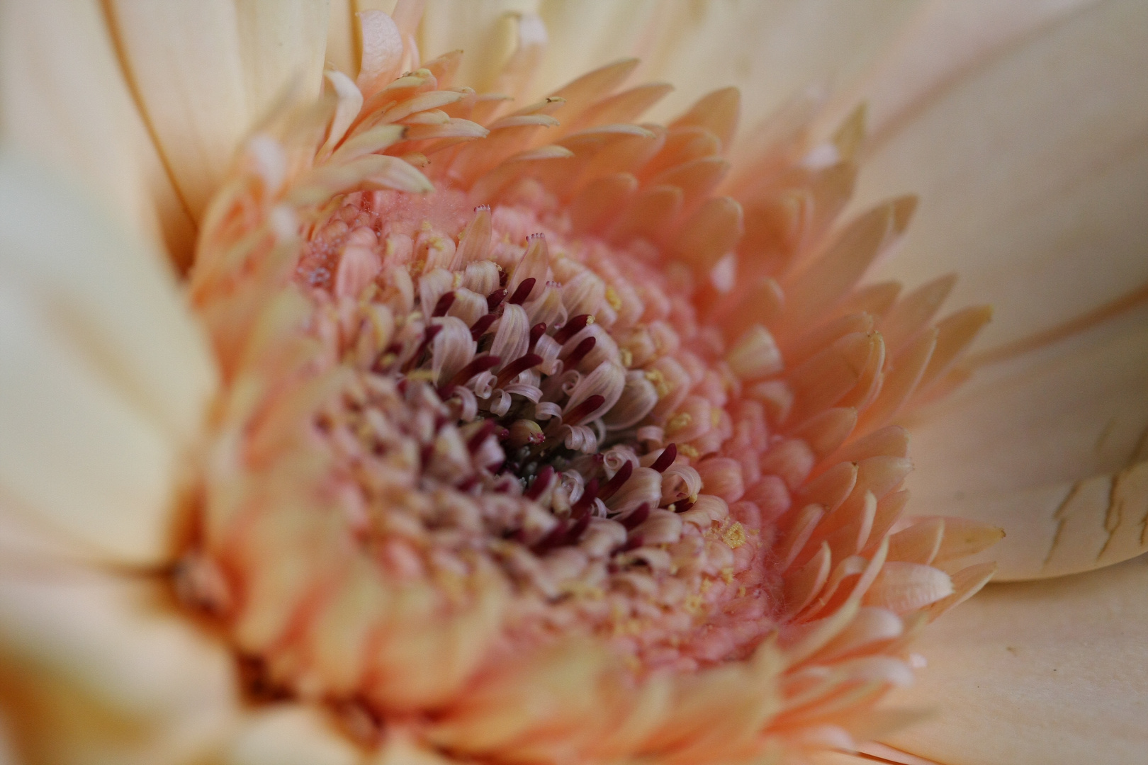 Gerbera