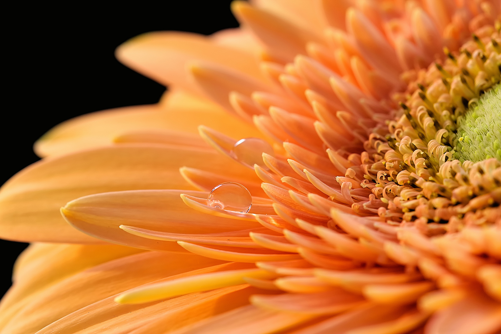 Gerbera